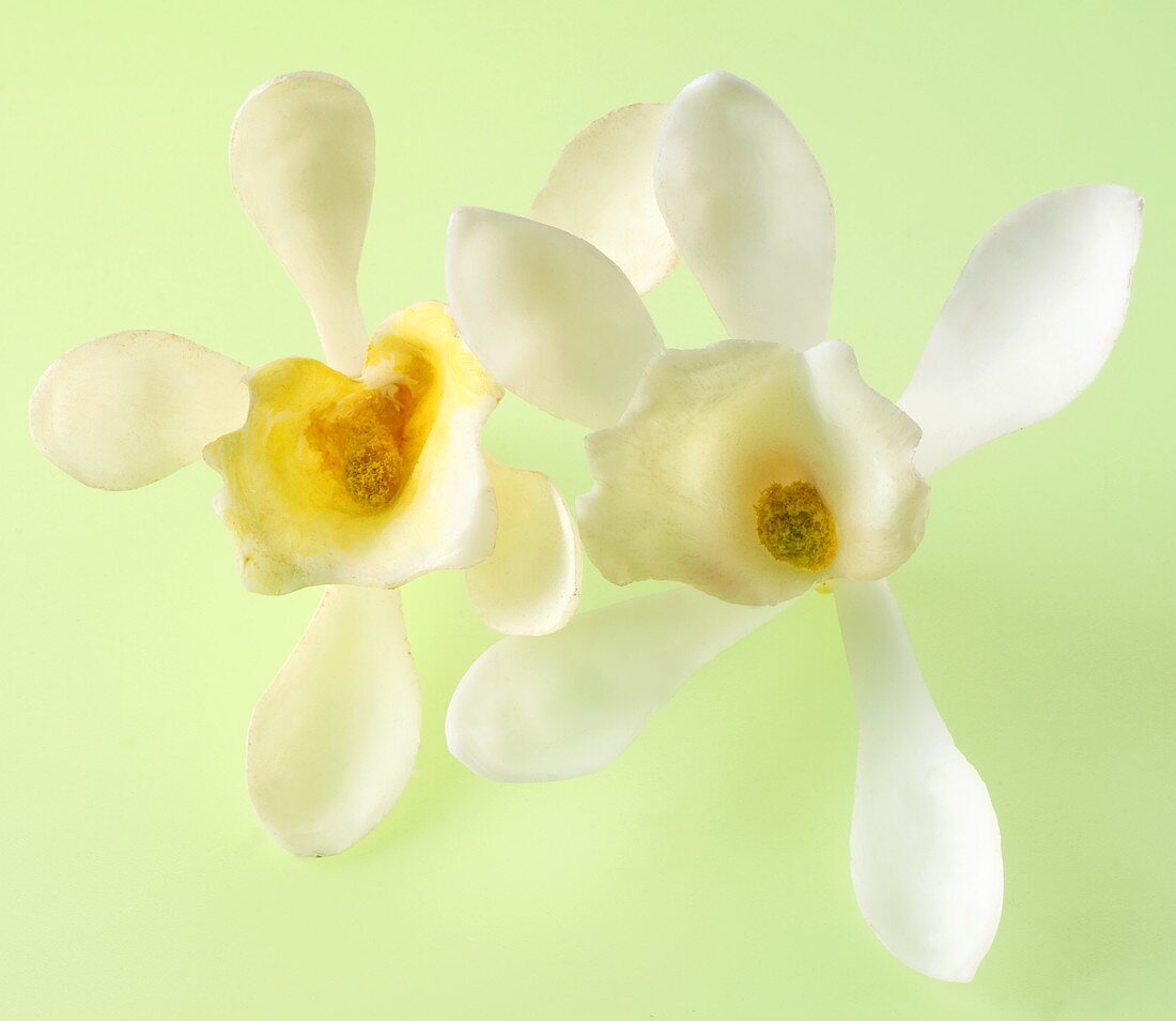 Two vanilla flowers against green background