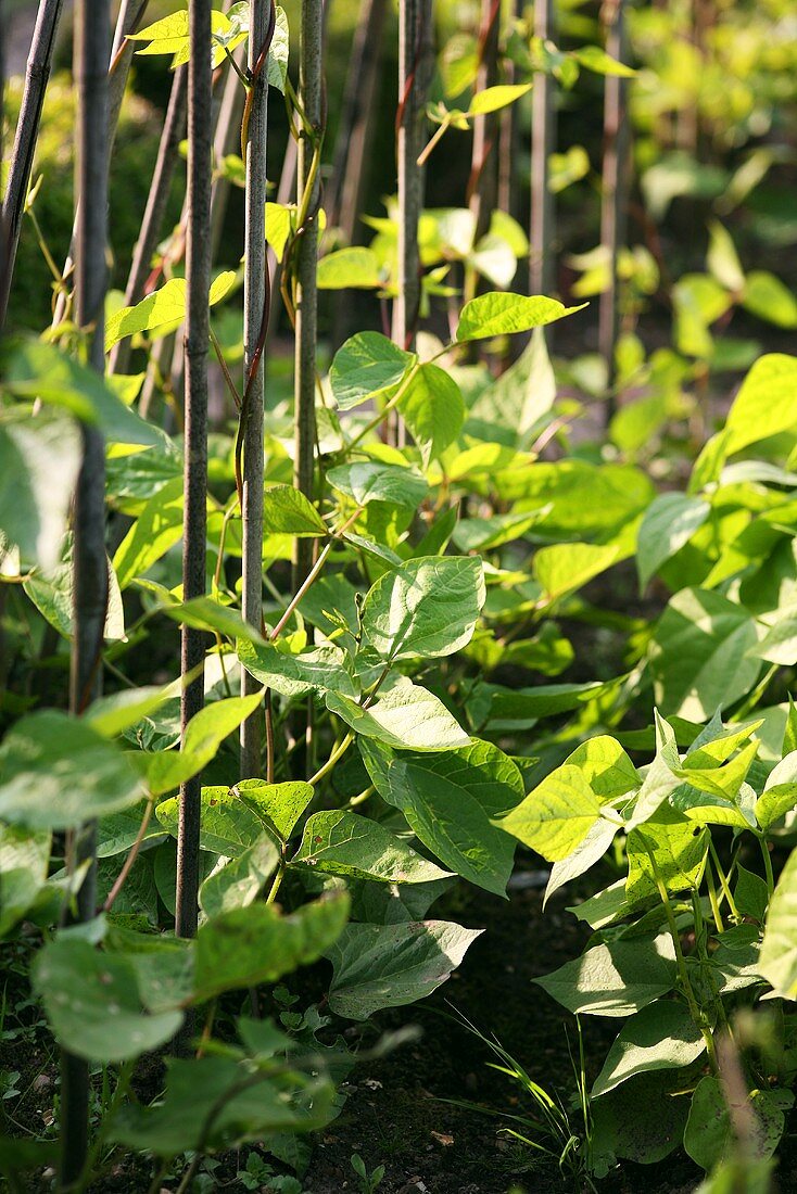 Several climbing bean plants in a garden