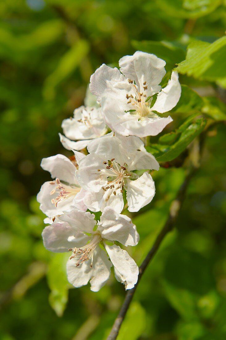 Apfelblüten an einem Zweig