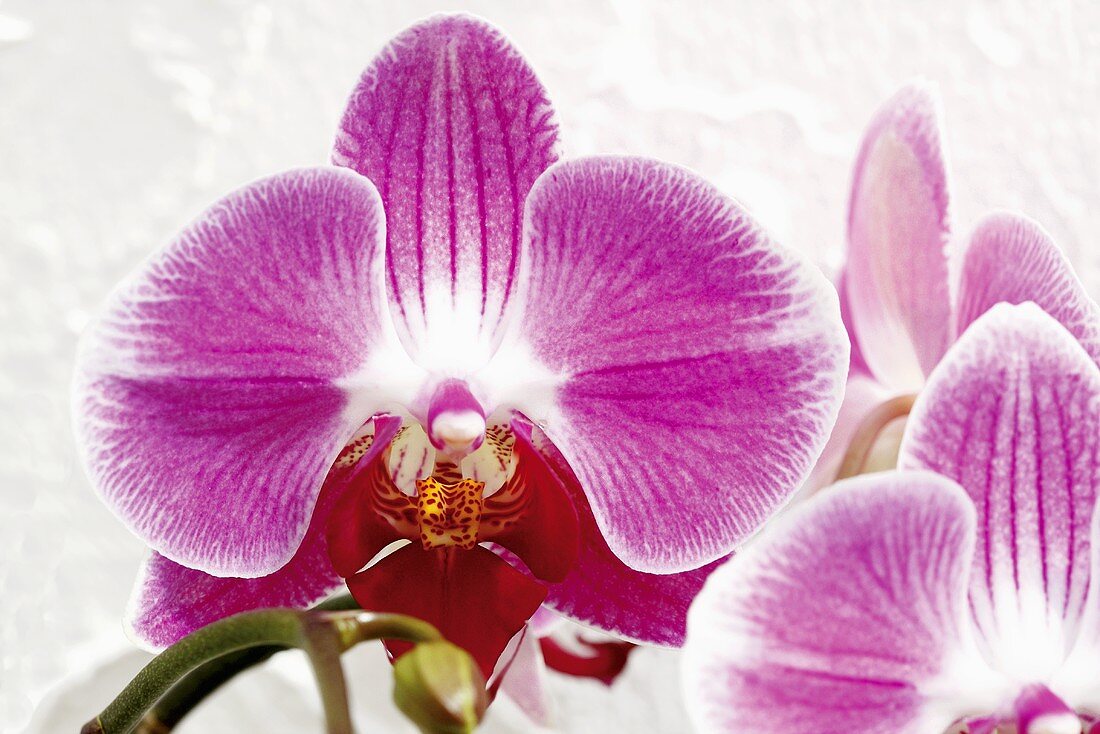 Eine Orchideenblüte (Nahaufnahme)