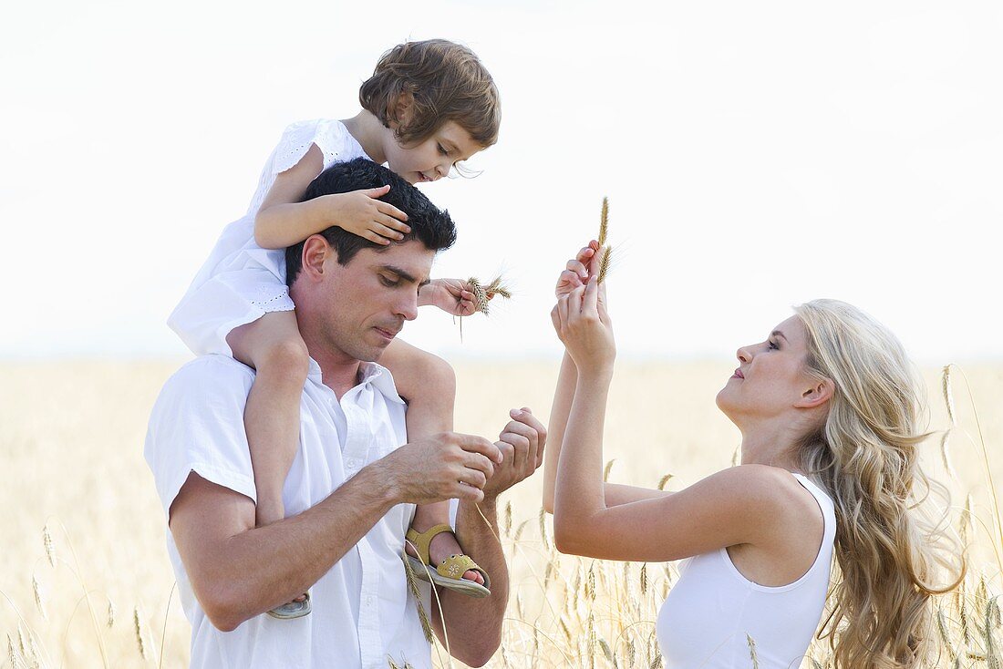 Young family with daughter in a cornfield