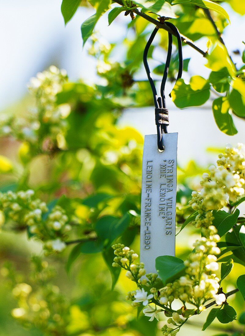 White lilac with label