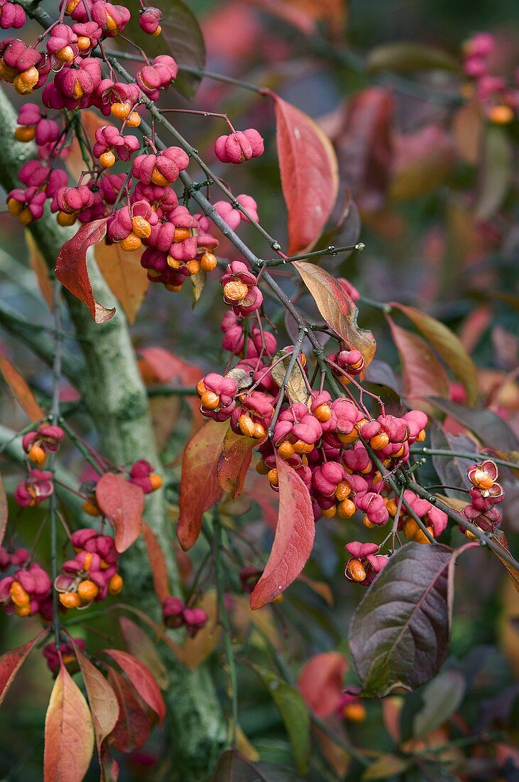 Spindle tree fruits on branches (Euonymus europaeus)