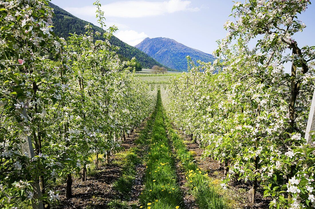 Apfelblüte im Vinschgau, Südtirol