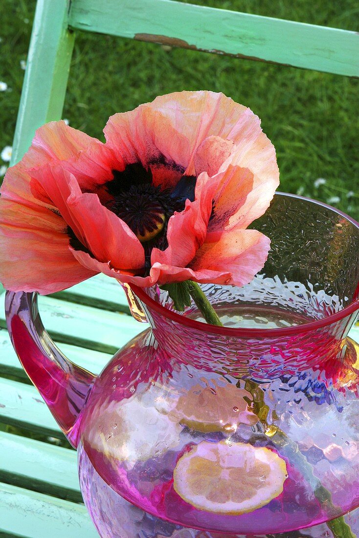 A poppy in a jug of water