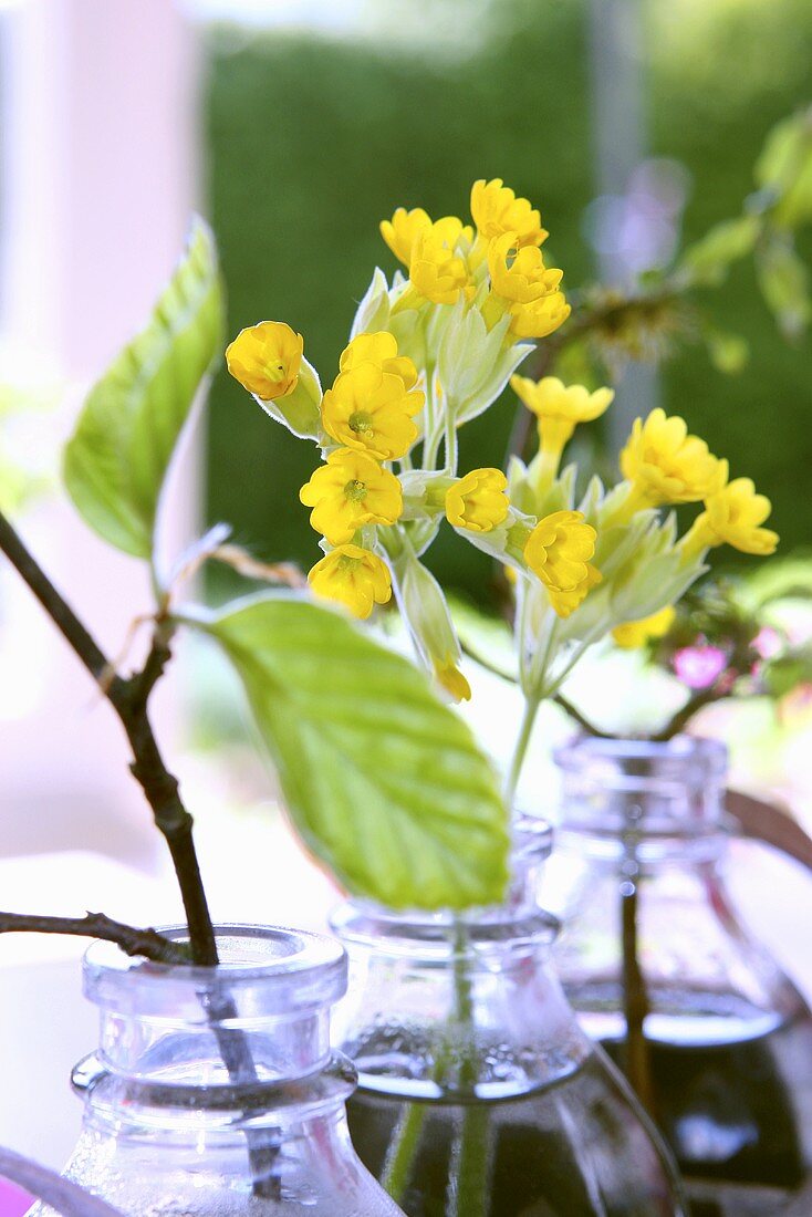 Cowslips in three glass bottles