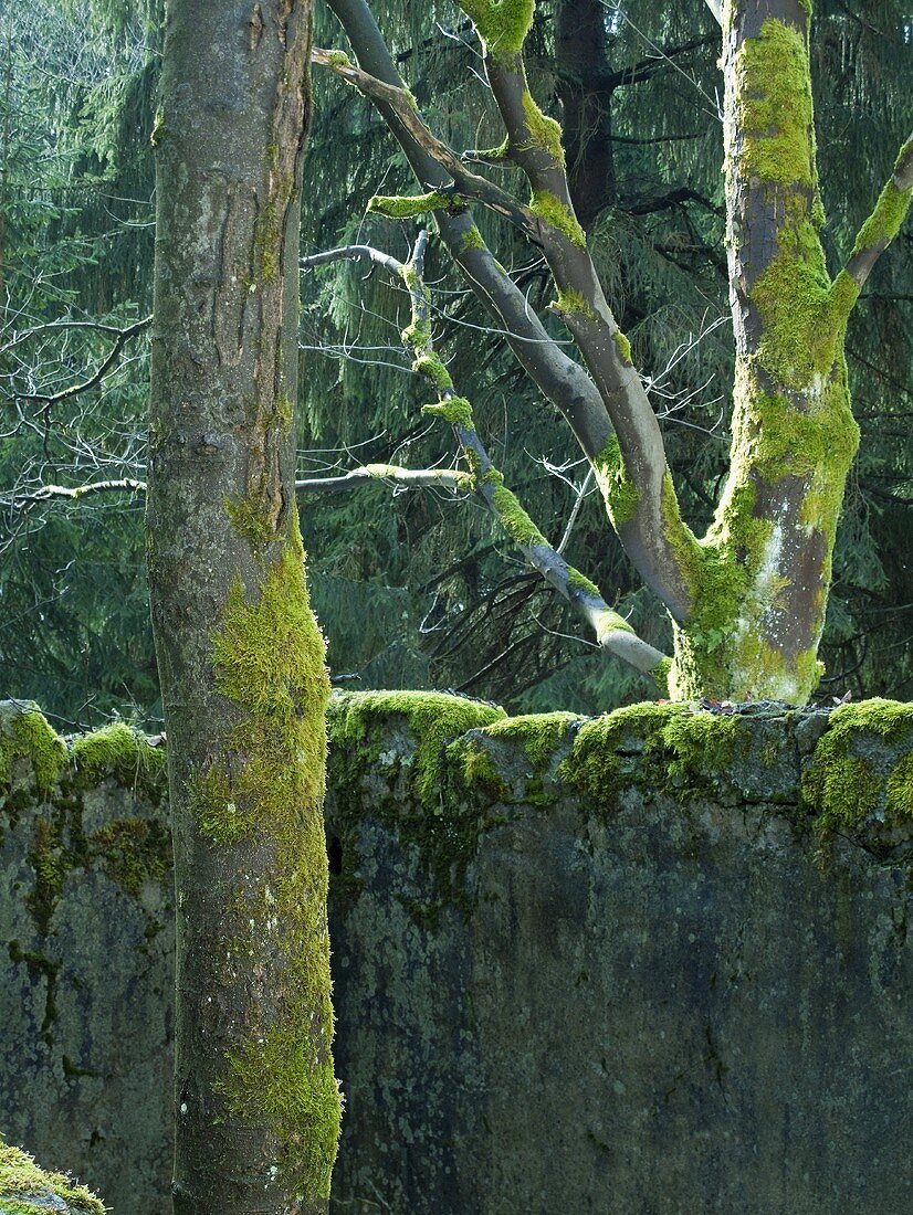 Tree trunks covered in moss