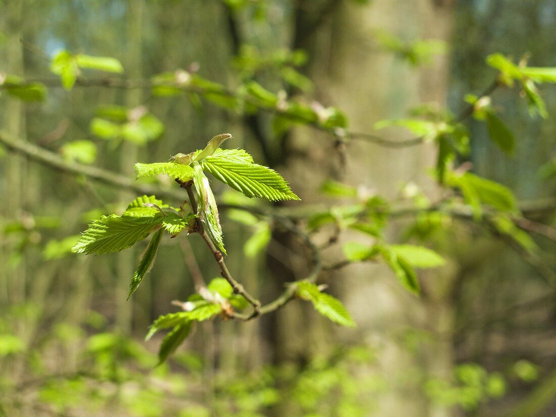 Young beech leaves on branch