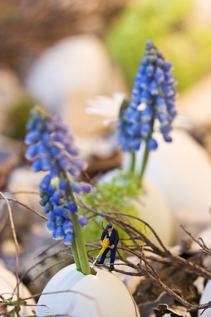 Grape hyacinths in eggshells with toy workman