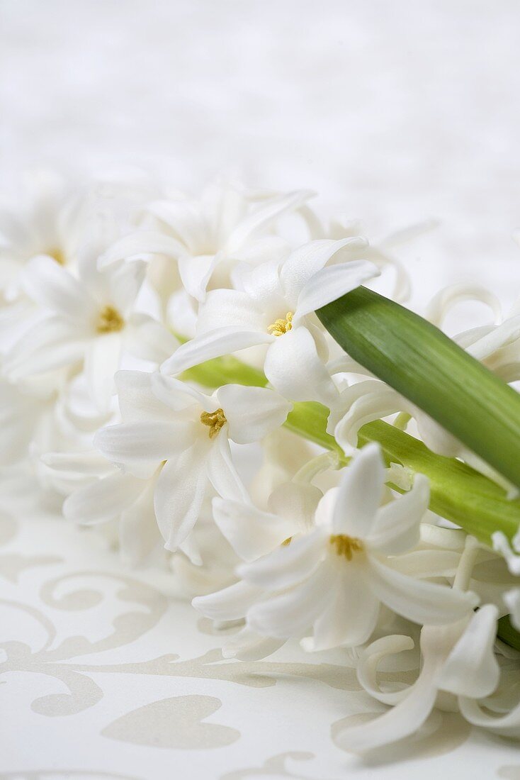 weiße Hyazinthenblüte
