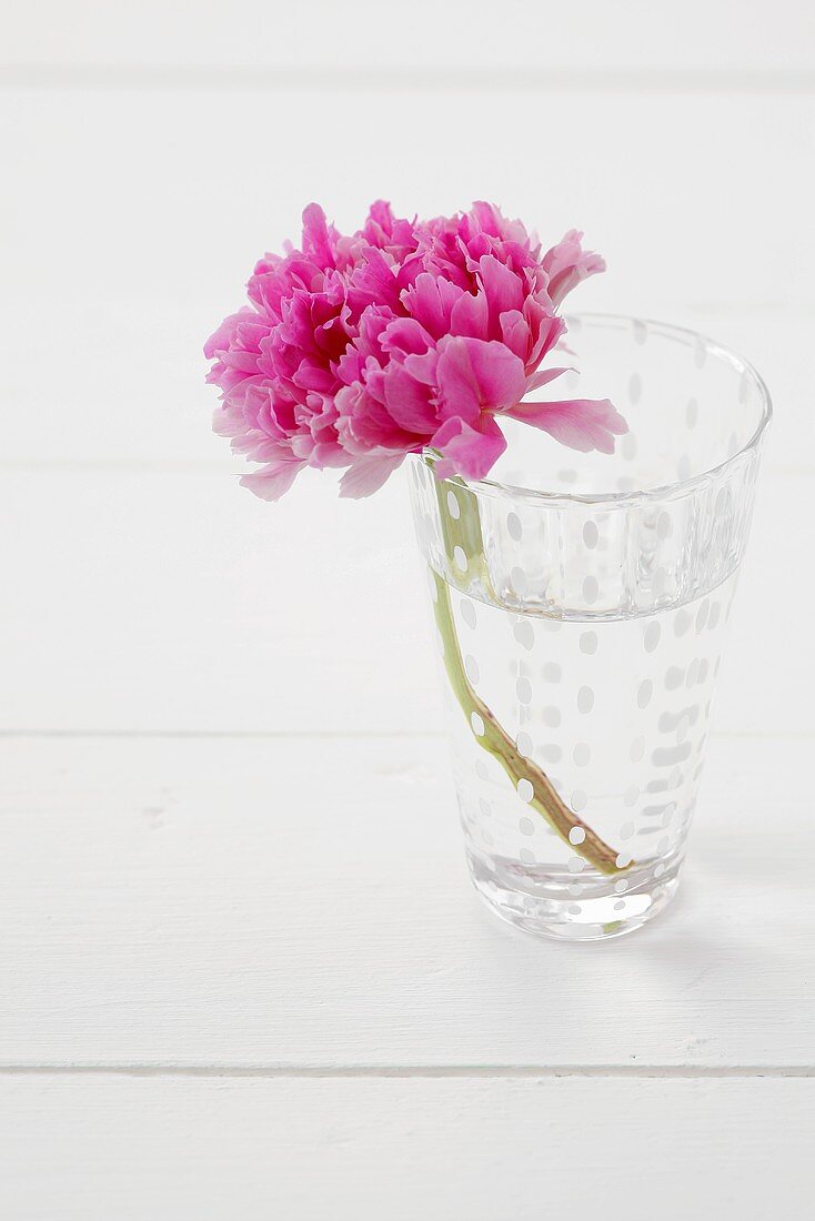 Pinkfarbene Pfingstrose in einem Glas