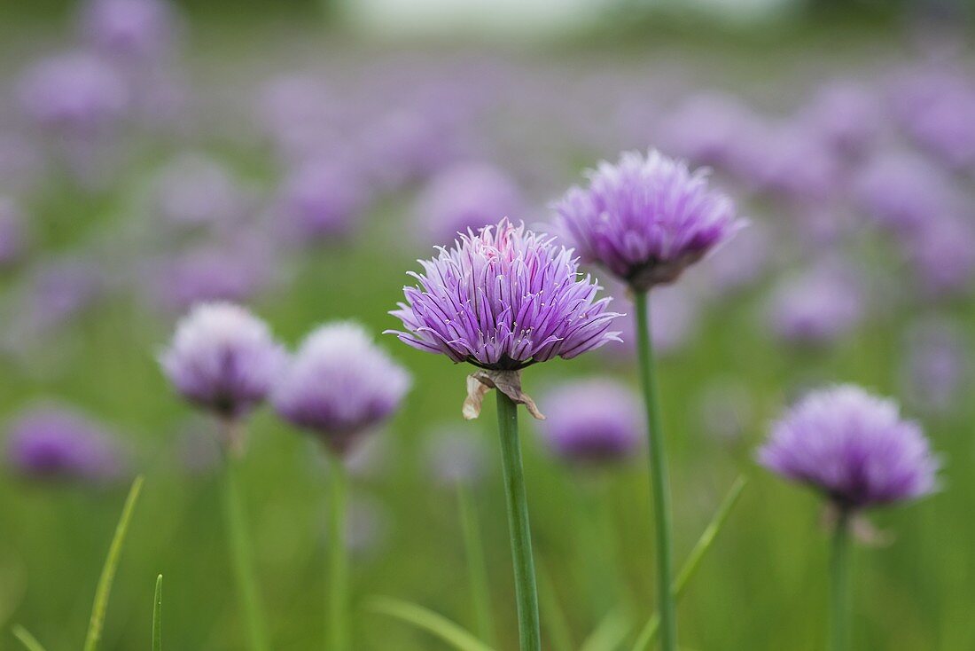 Flowering chives (outdoors)