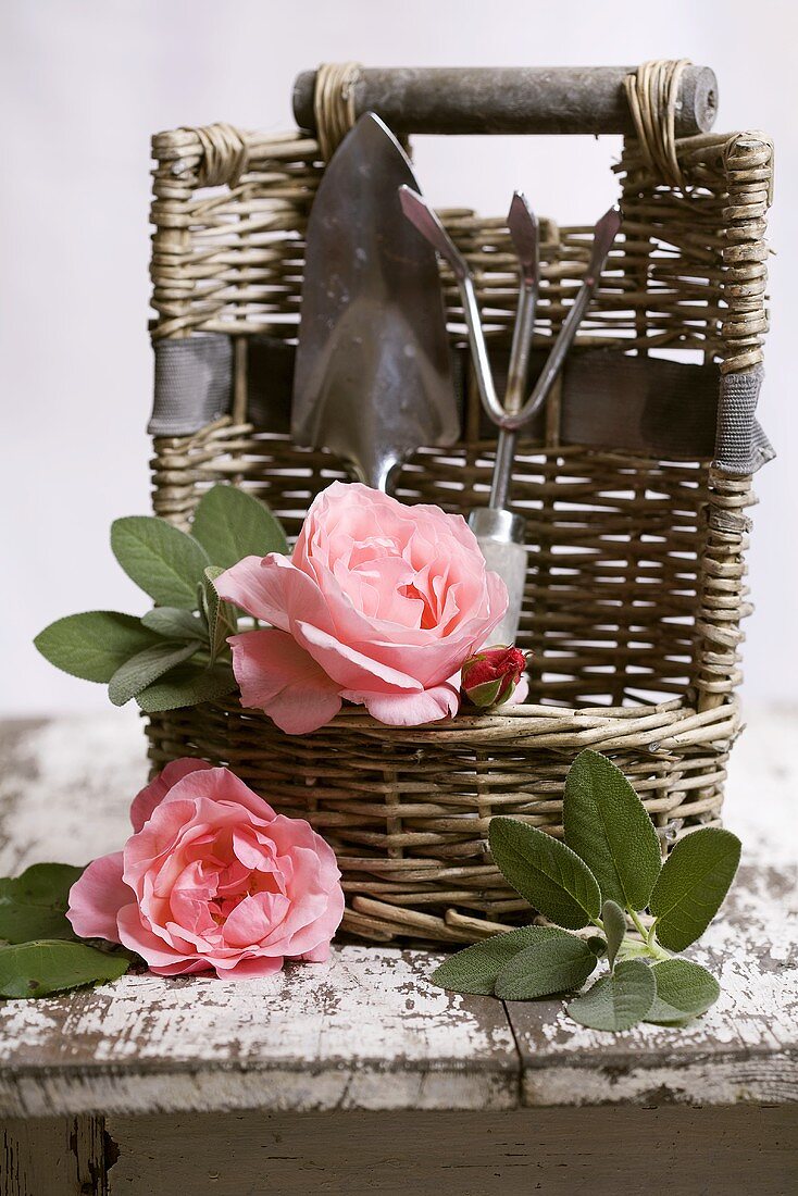 Körbchen mit Gartengeräten, Salbei und Rosen