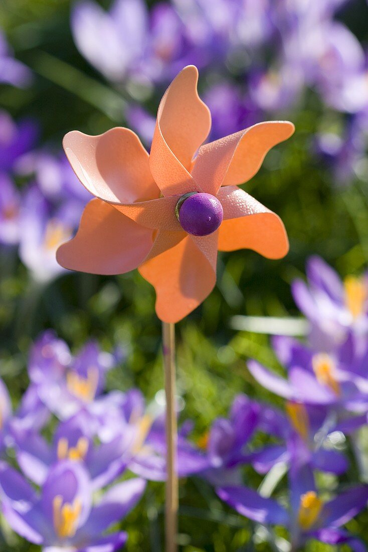 Toy windmill with crocuses