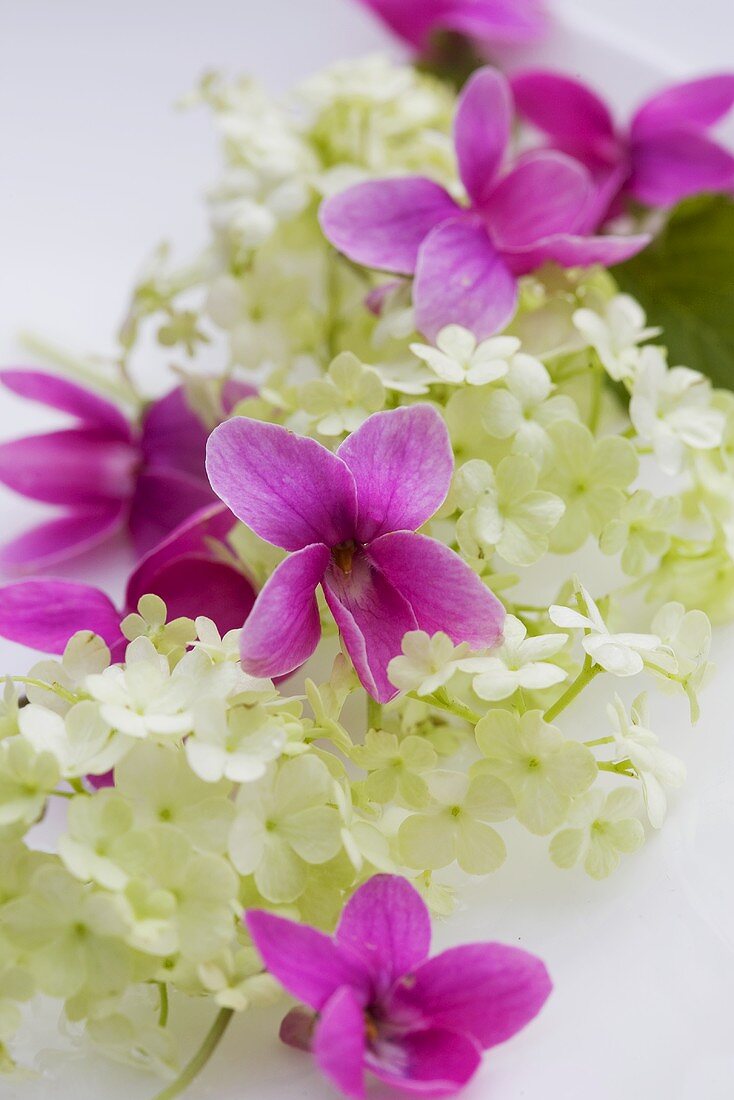 Violets and viburnum flowers