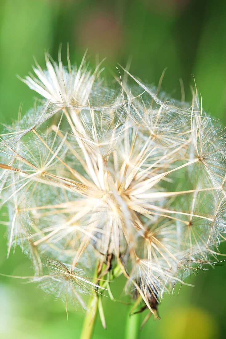Meadow Salsify, showy goat's beard (close up)