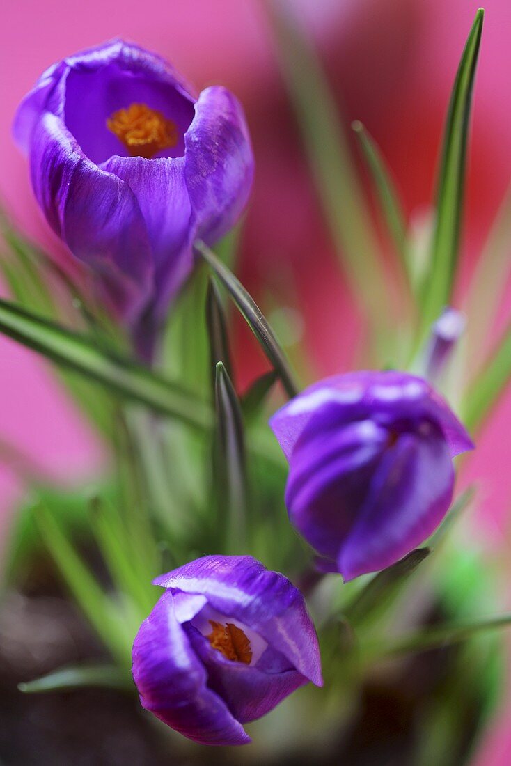 Purple crocuses