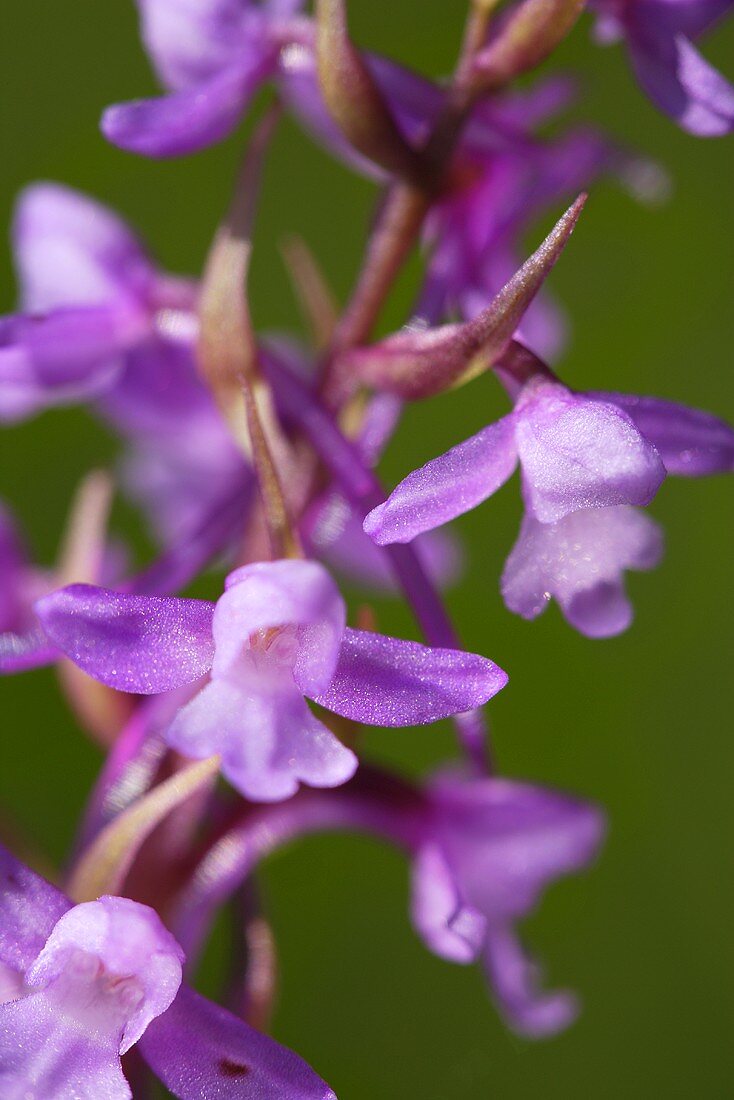 Wohlriechende Händelwurz mit Blüten (Close Up)