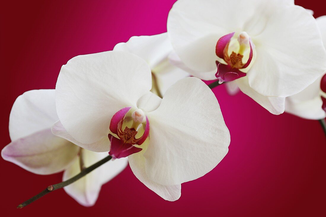 Orchideenblüten auf pinkfarbenem Untergrund