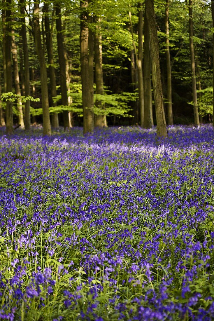 Glockenblumen im Wald, England