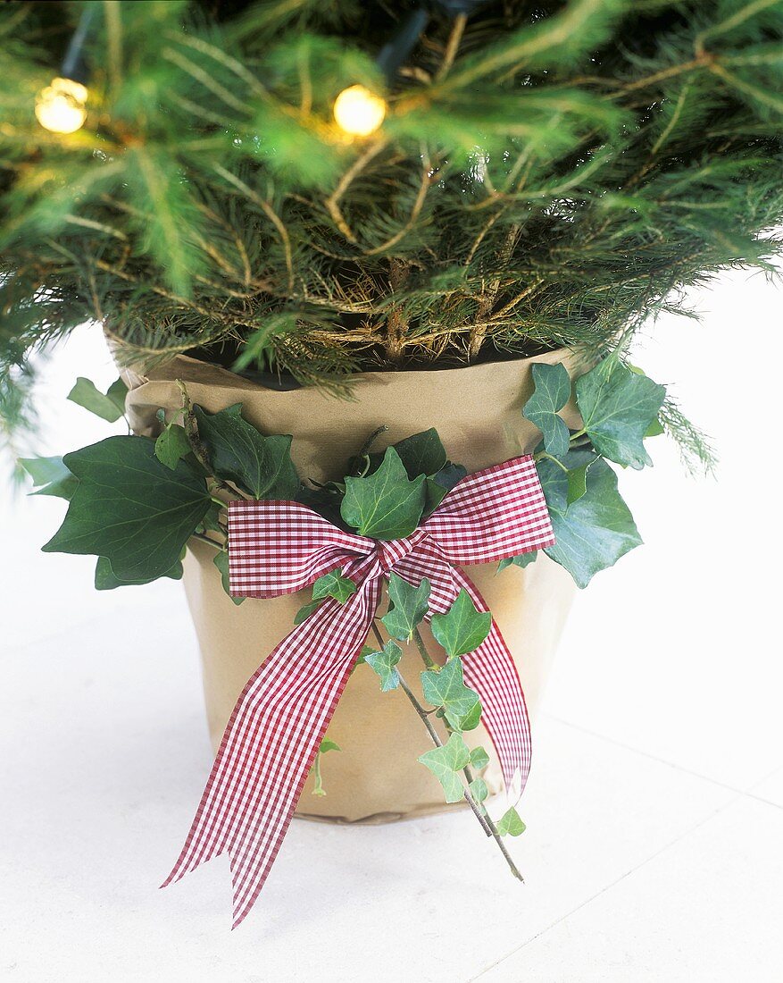 Christmas tree in pot with bow, ivy and fairy lights