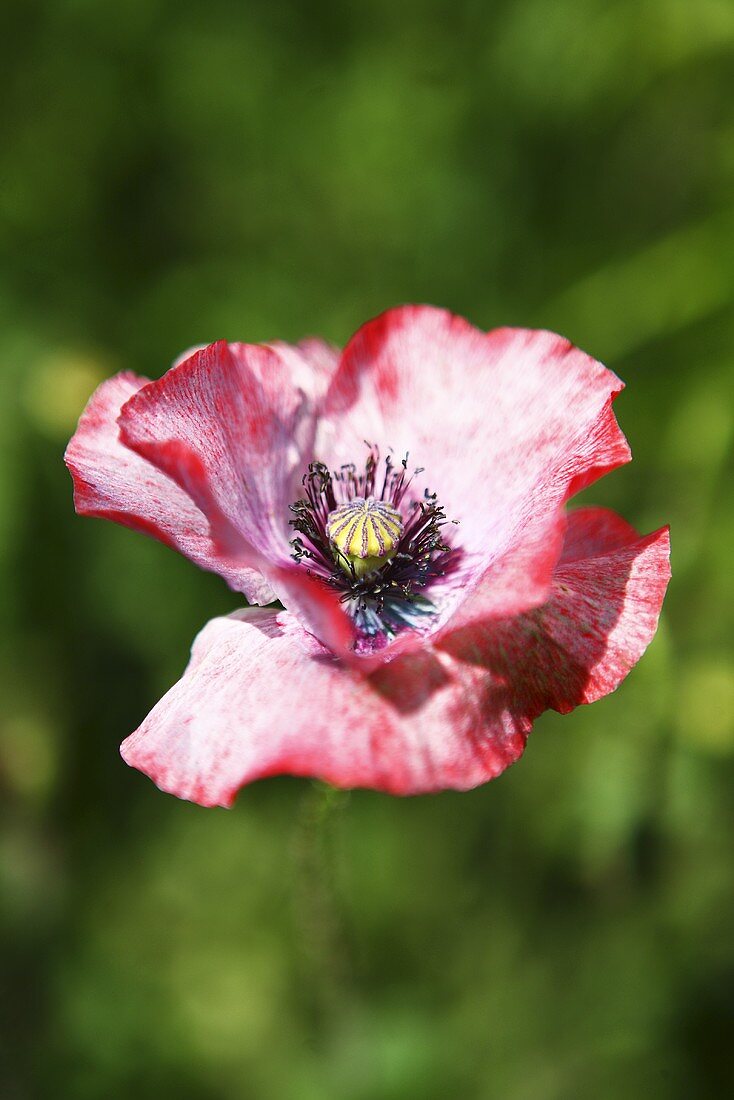 A pink poppy flower