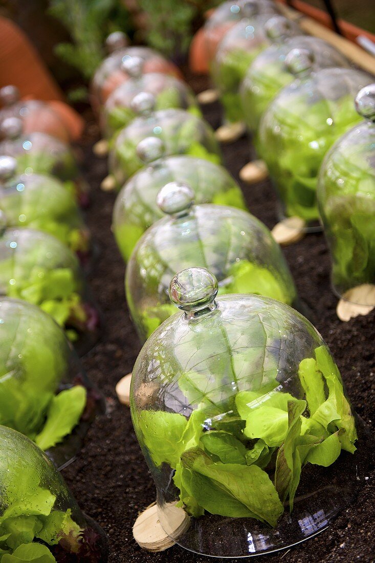 Salatpflanzen unter Glashauben im Beet