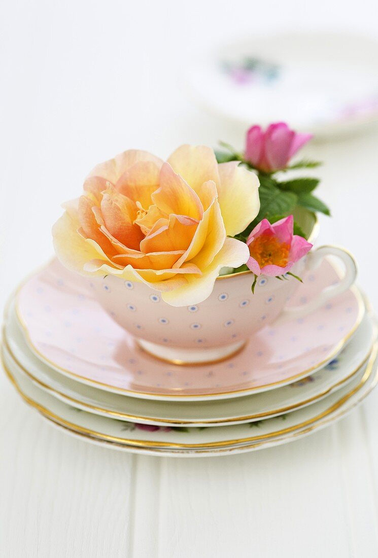 Rosenblüten in rosafarbener Teetasse