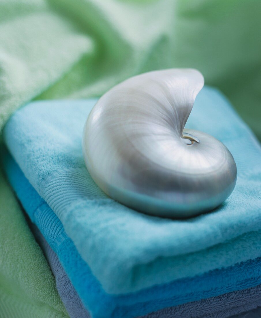 Large seashell on stacked towels