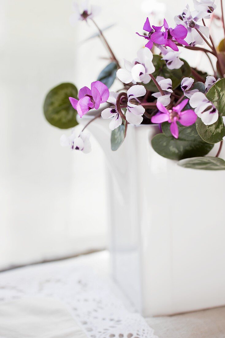 Violets (cyclamen coum) in a white ceramic vase