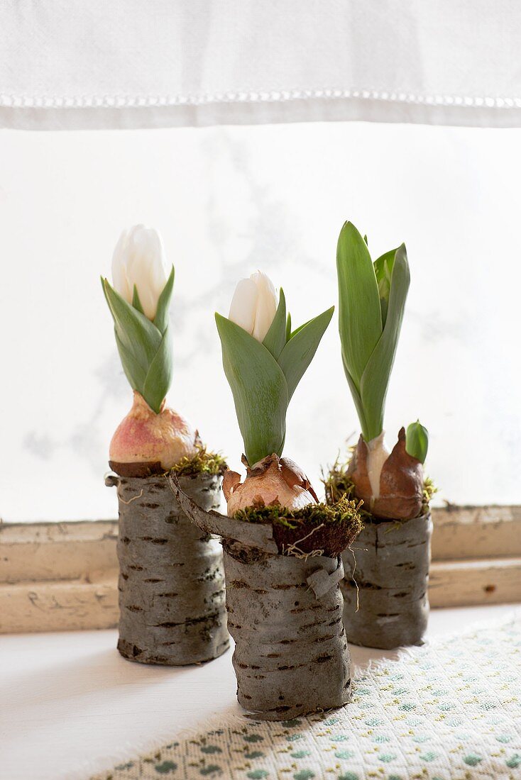 Drei Tulpen mit Zwiebeln in hohlen Astrinden am Fenster