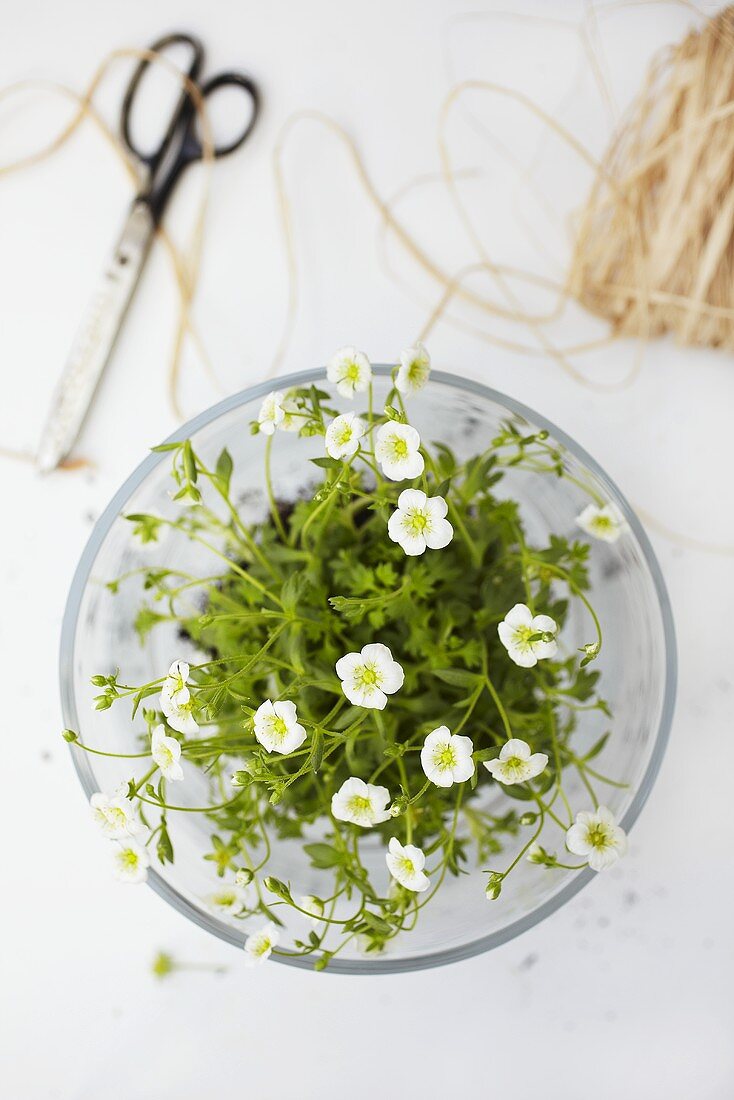 Saxifrage in a glass vase