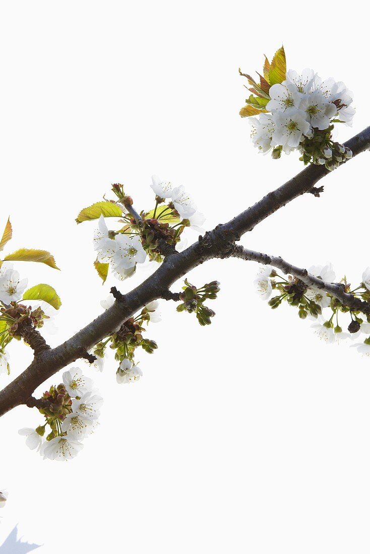 Branch of cherry blossom