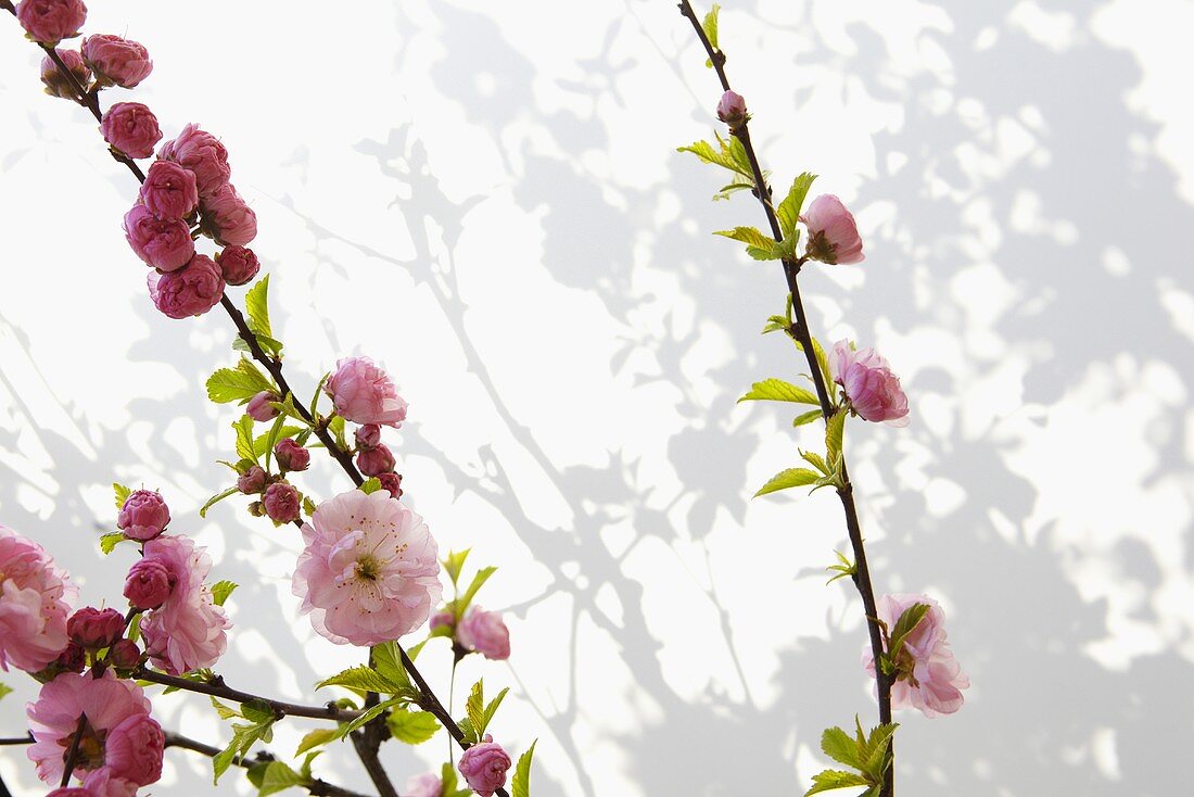 Zweige mit Mandelblüten