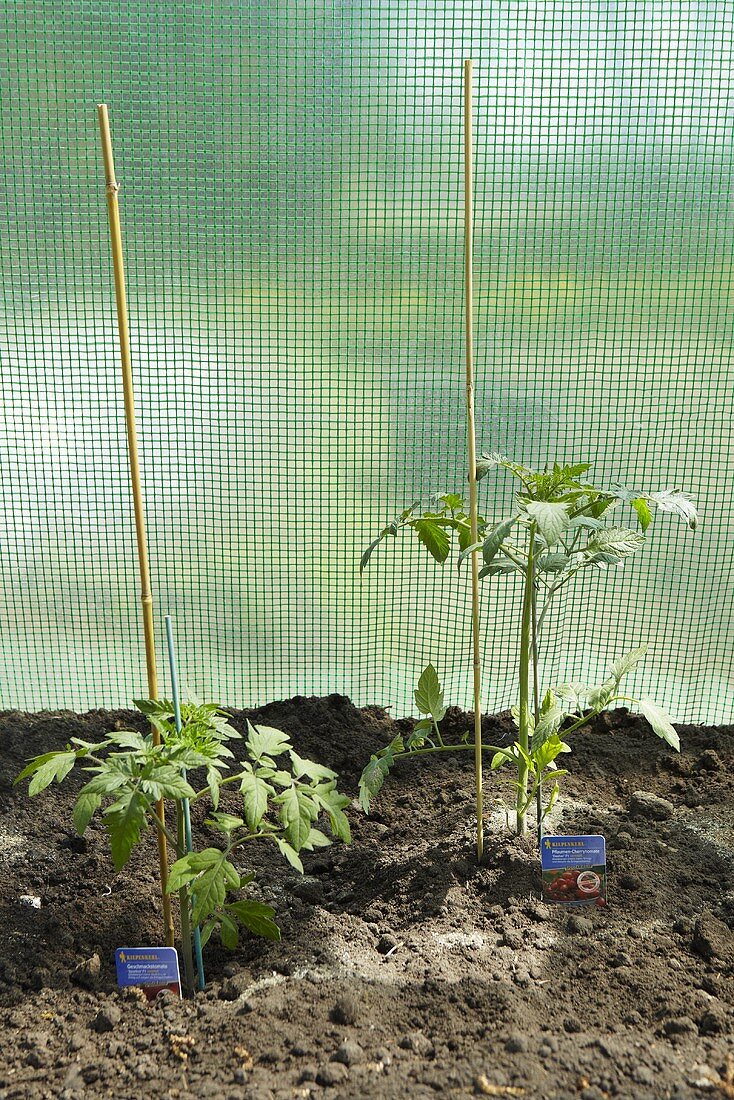 Tomato plants in a tomato greenhouse