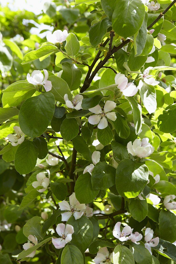 Blooming quince tree (close up)