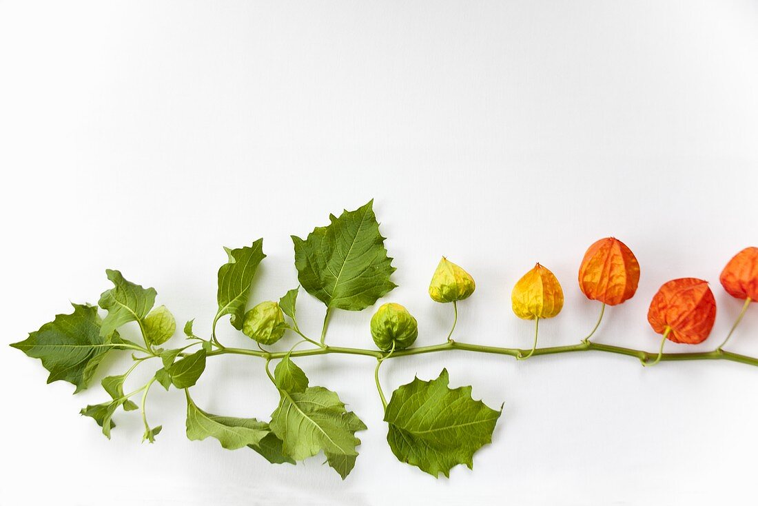 A sprig of physalis flowers on a white surface