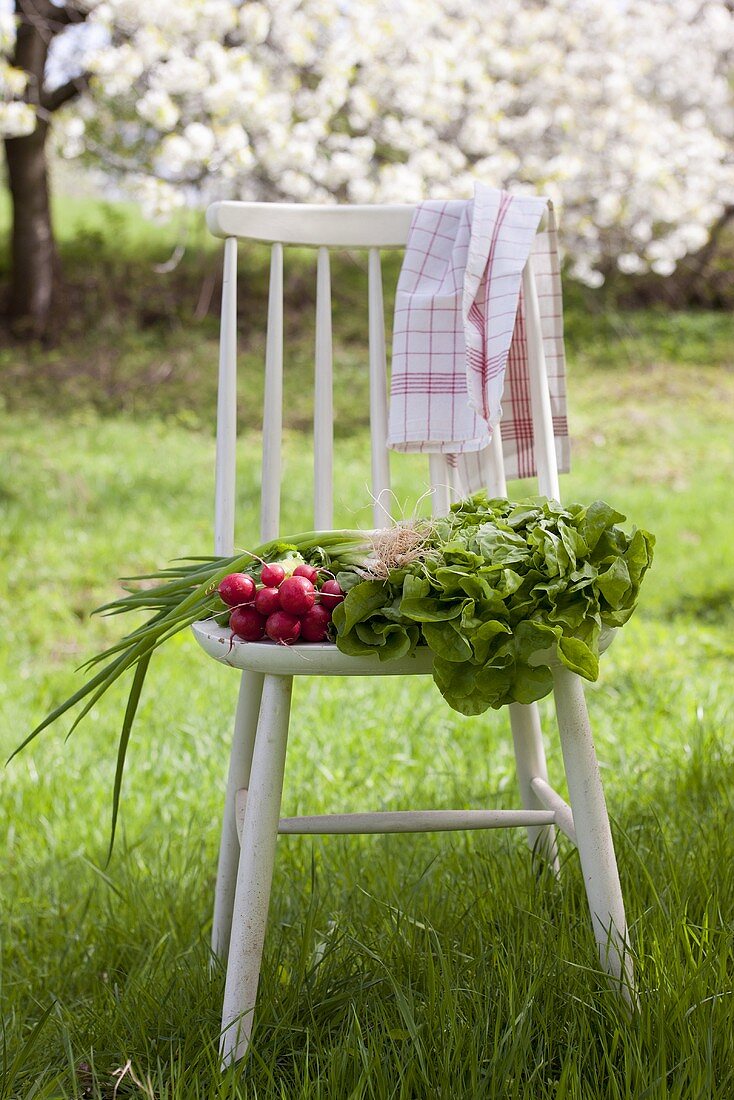 Holzstuhl mit Kopfsalat, Radieschen, Frühlingszwiebeln und Geschirrtuch im Garten