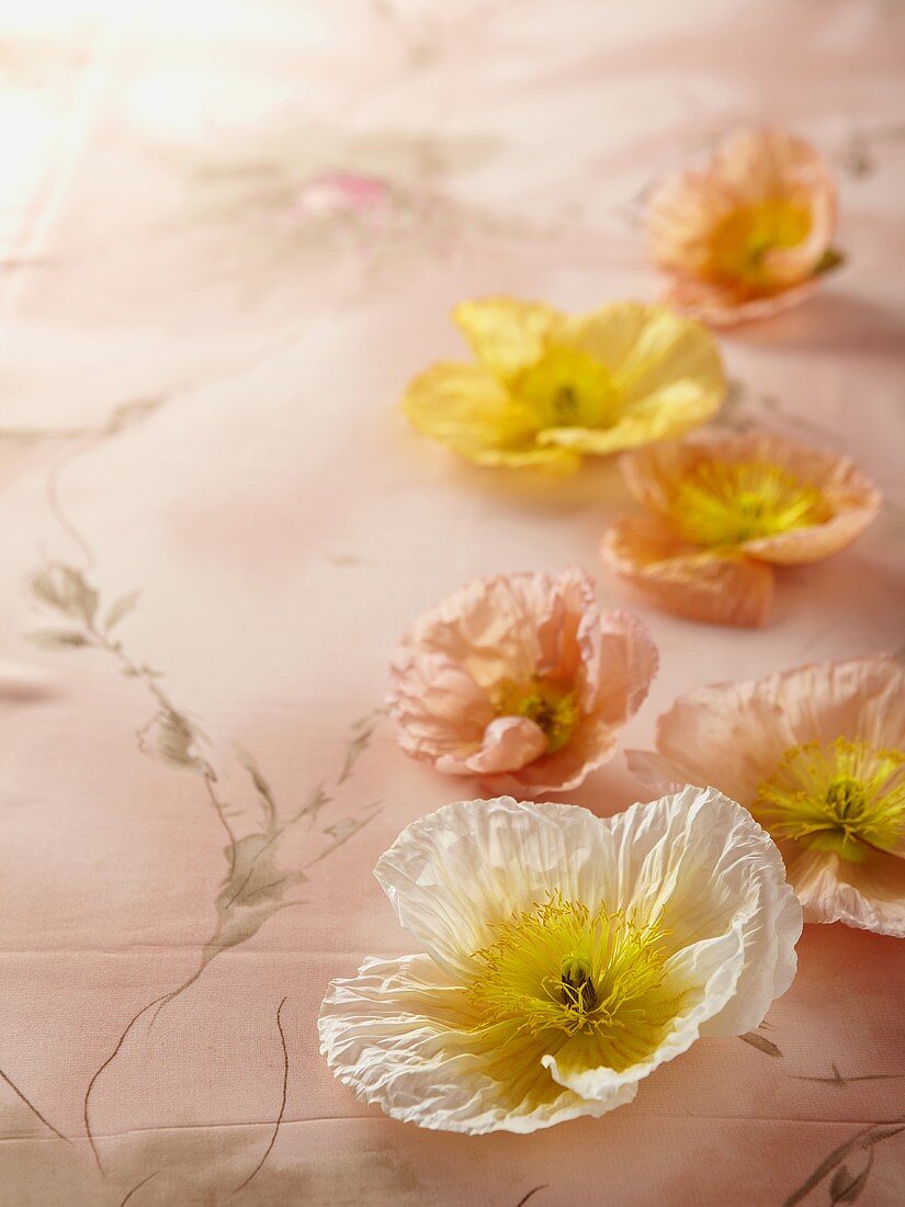 Poppies on a floral patterned cloth