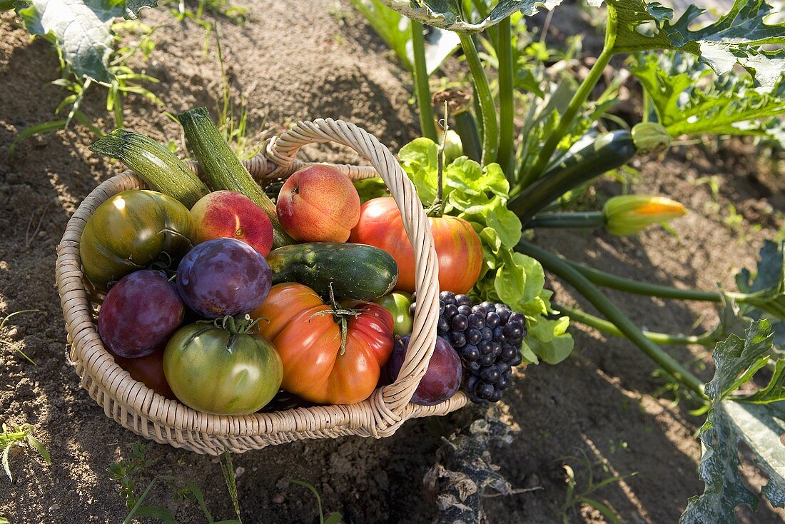 Korb mit frischem Obst und Gemüse aus dem Garten