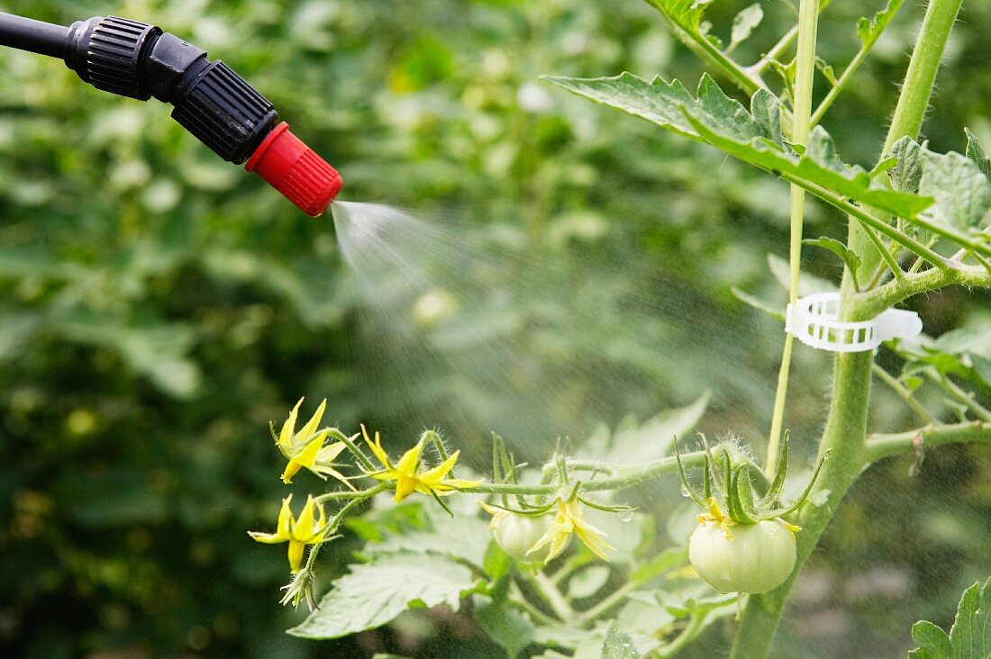 Spraying tomato plants