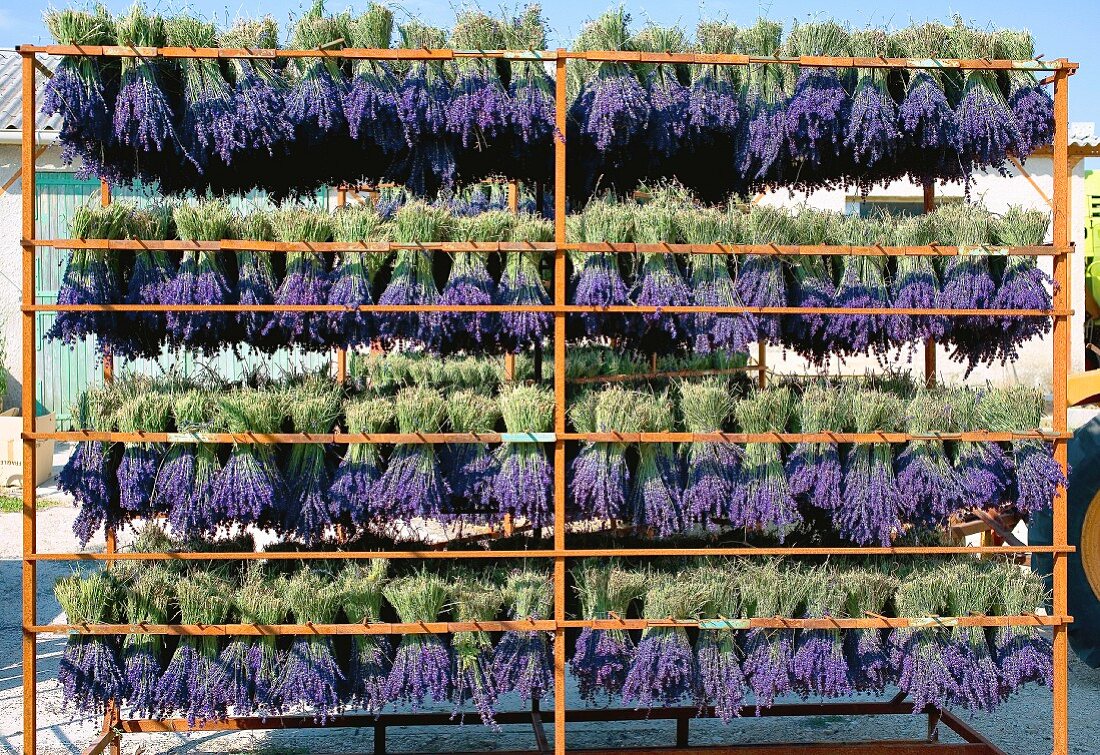 Drying lavender for perfume, Provence, France