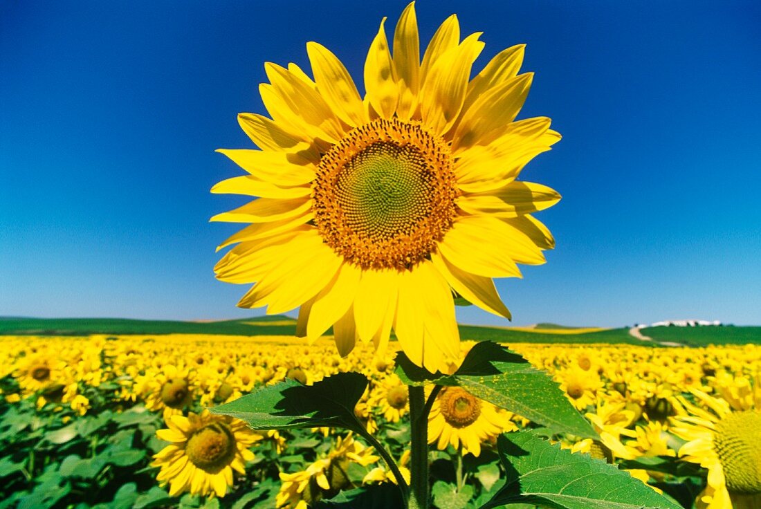 Ein Sonnenblumenfeld