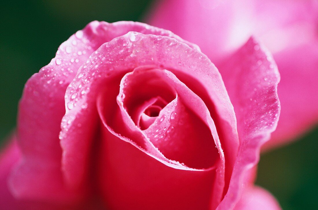 Eine Rose (Close-Up)