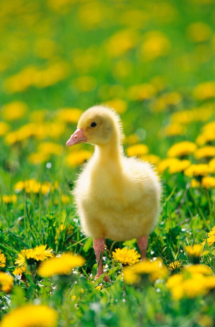 A gosling