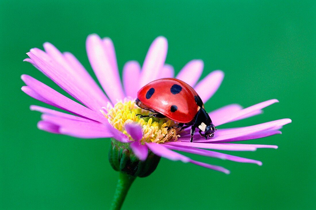 Ein Marienkäfer auf einer Blume