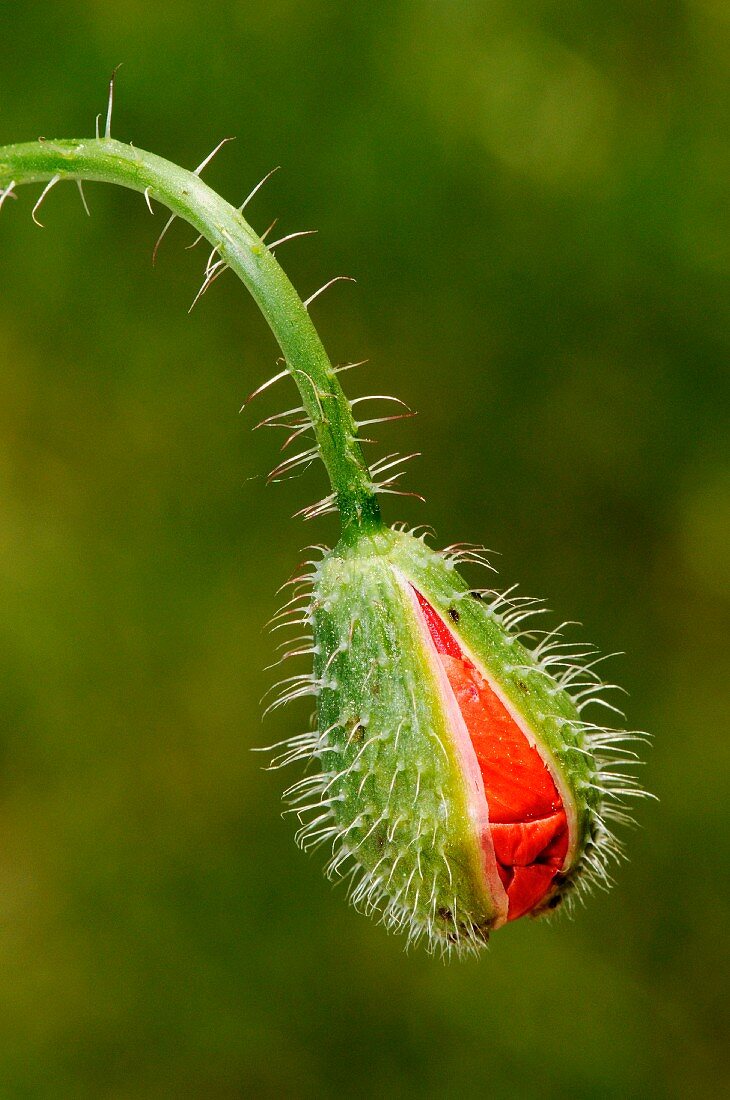 Poppy bud, Pyrénées-Orientales, Languedoc-Roussillon, France