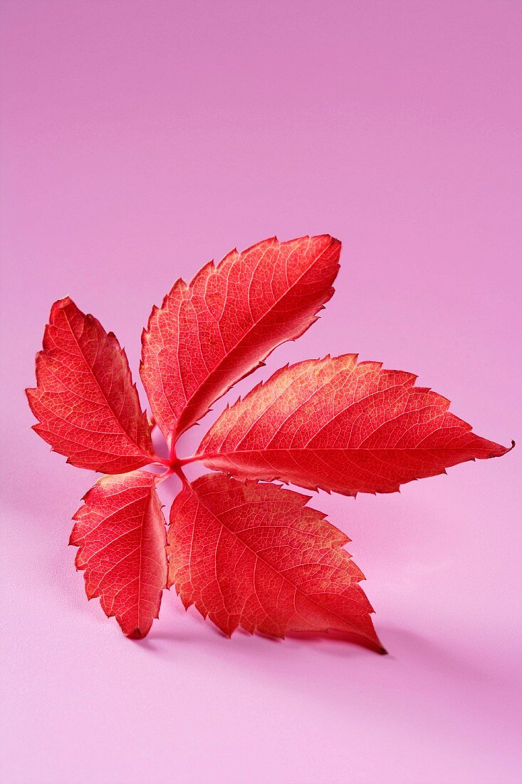 Red Virginia creeper leaf on pink background