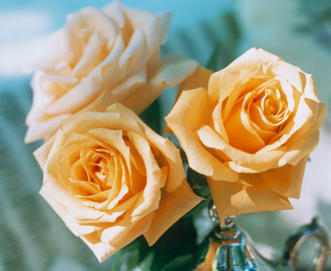 Three Yellow Roses