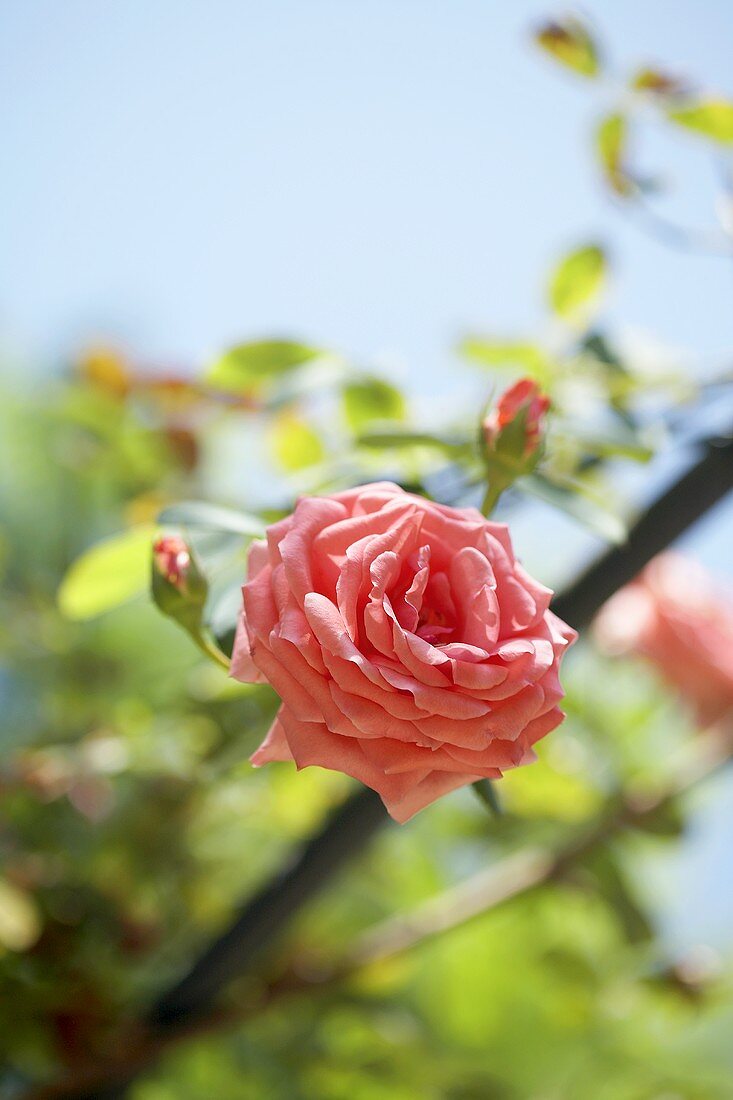Rosa Rosen, aufgeblüht und Knospen, an der Pflanze